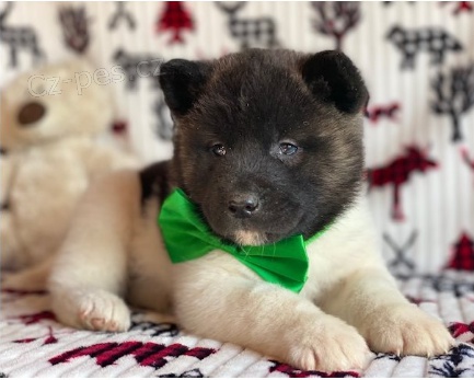 Štěňata Akita jsou připravena na nové rodiny.