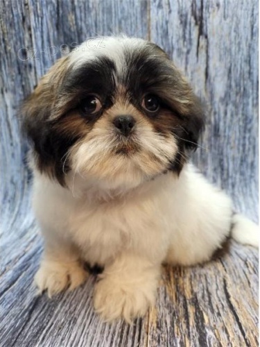 štěňata shih tzu