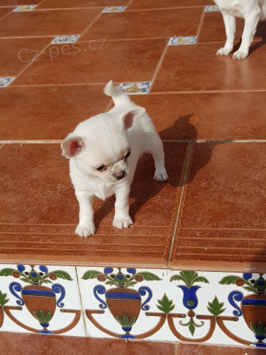 Krásný civava dárek k adopci zdarma