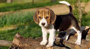 Krásný beagle dárek k adopci zdarma