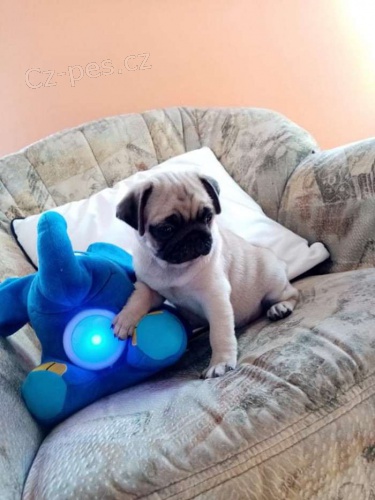 mops Prodám štěňátka mopsíků bez PP.