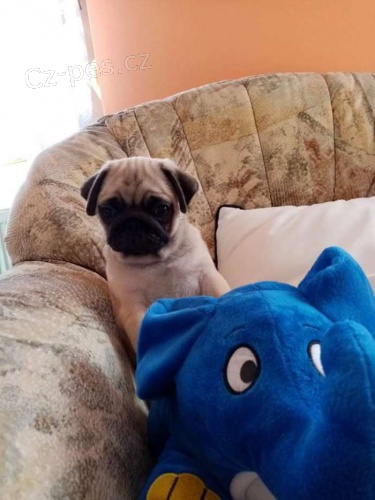 mops Prodám štěňátka mopsíků bez PP.