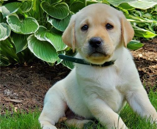 Krásný labradorský dárek k adopci zdarma,