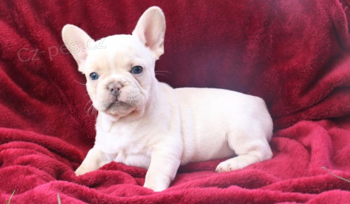 štěňata Francouzský buldoček  k adopci