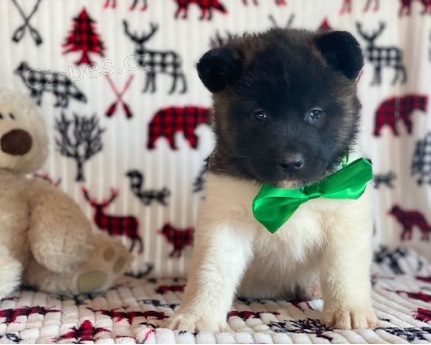 Akita pupiees jsou připraveny k adopci