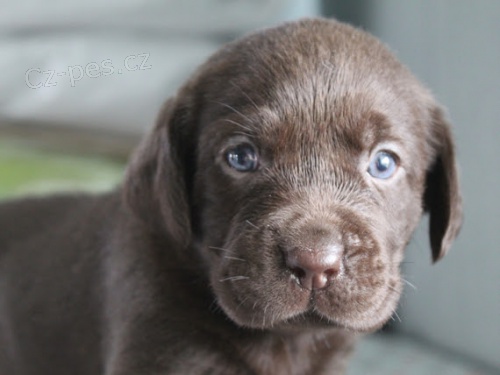  modrá štěňata labradorského retrívra