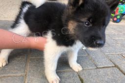 CKC REG ŠTENATA AKITA NA PRODEJ