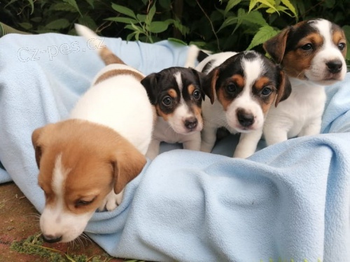 Jack Russell teriér - štěňata s PP