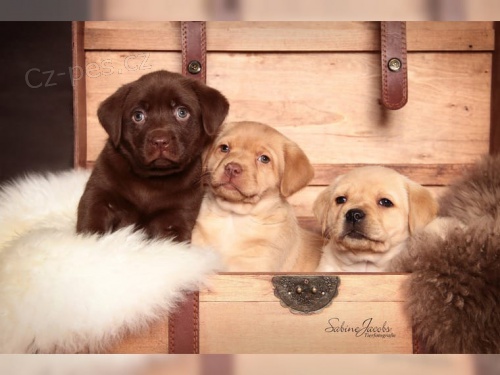tata labrador s rodokmenem