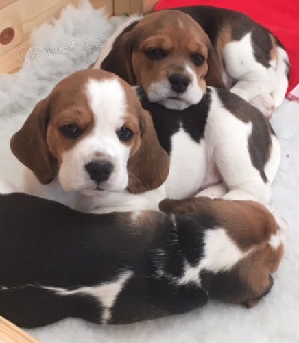 tříbarevná štěňata beagle k dispozici a nyní připravena k prodeji.