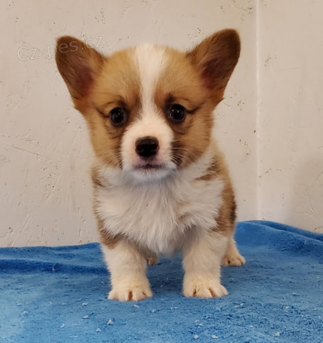 Welsh Corgi Pembroke štěňata