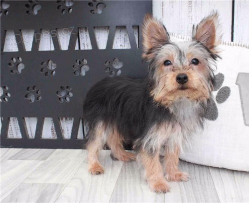 Dvě krásná štěňátka yorkie chlapec a dívka