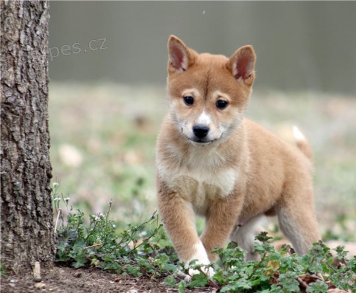KC zaregistrovala štěňata Shiba inu