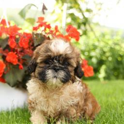 Sladký Shih Tzu