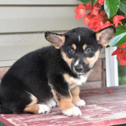 Sladká Welsh Corgi
