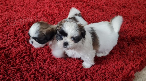 Štěňata Shih-Tzu