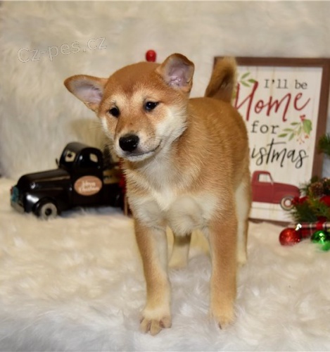 Roztomilá štěňátka shiba inu 