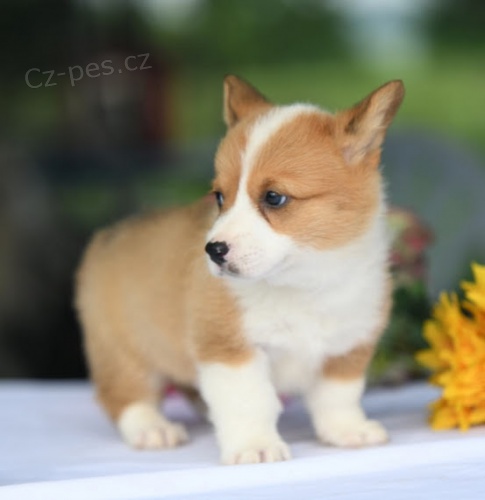 SKVĚLÉ štěňata Pembroke Welsh Corgi na prodej.