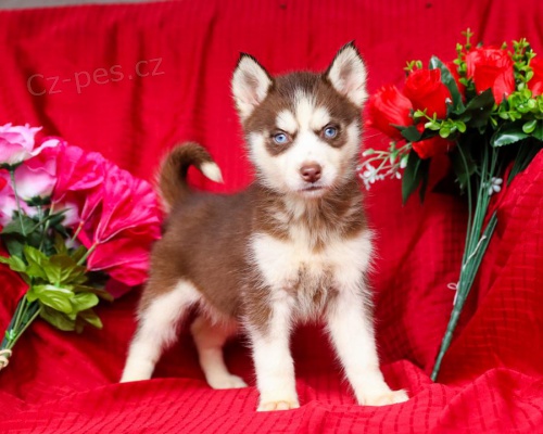 Sibiřský husky