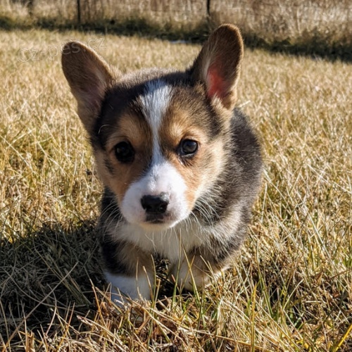 Pembroke Welsh Corgi Puppies štěňata na prodej.