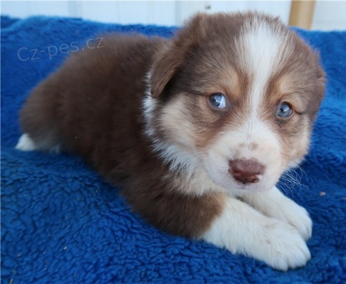 krásné štěně australského ovčáka k adopci