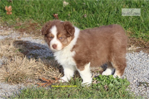 krásné štěně australského ovčáka k adopci