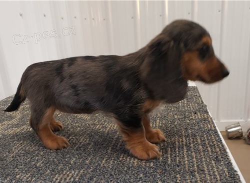 krásné štěně jezevčíka k adopci