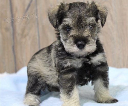 krásné štěně knírače k &#8203;&#8203;adopci