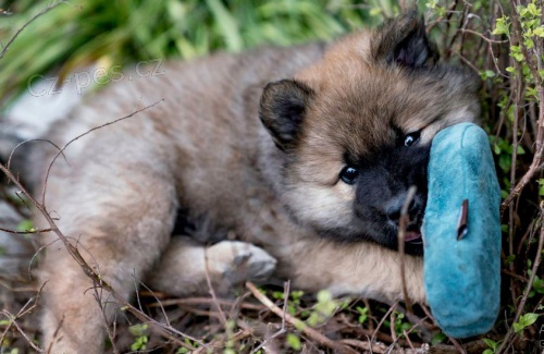 štěňata Eurasier hravé a zdravé štěňata Eurasier