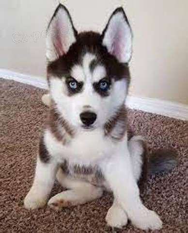 sibiřský husky úžasný