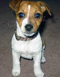 Jack Russell štěňata