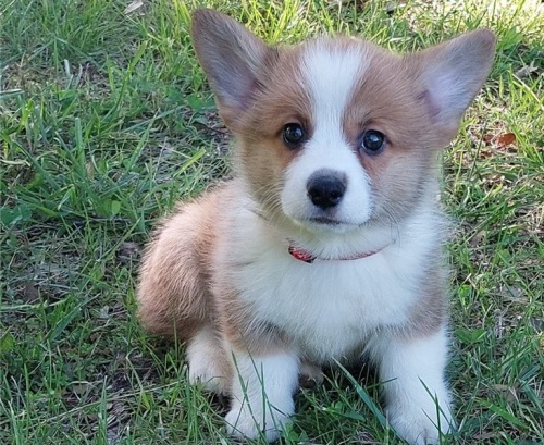 Štěňata Pembroke Welsh Corgi