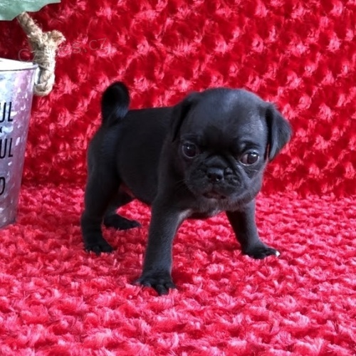 Štěňata černého mopslíka k adopci.