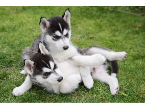 roztomilý sibiřský husky