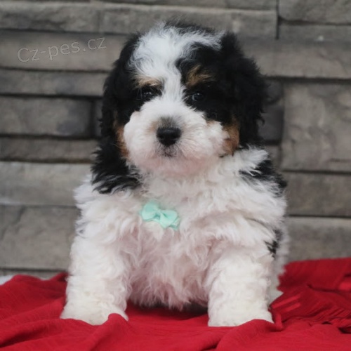 Prodám štěňátka Bernedoodle.