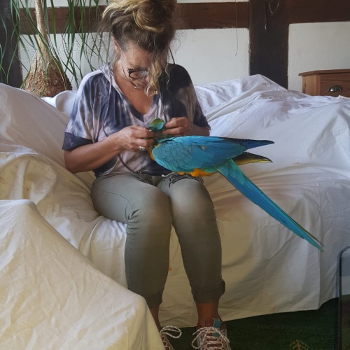 Prokázaná chovná dvojice modré a zlaté macaws Muž 9 let žena 7 let velmi poučný a zvyklý na lidi