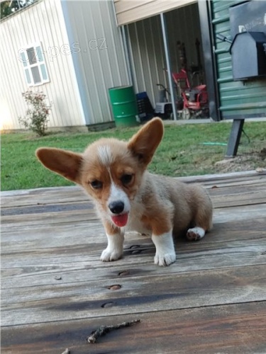 Krásná štěňata welsh corgi pembroke (jedna dívka dva chlapci)