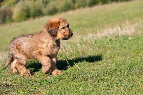 krásná štěňátka Briard k adopci