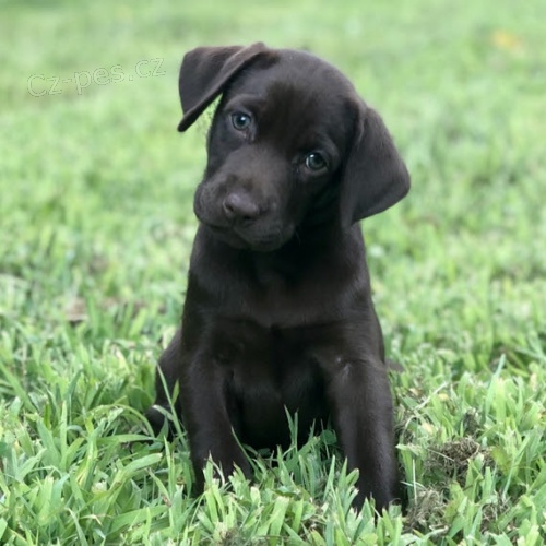 černá štěňata labradorského retrívra na prodej.