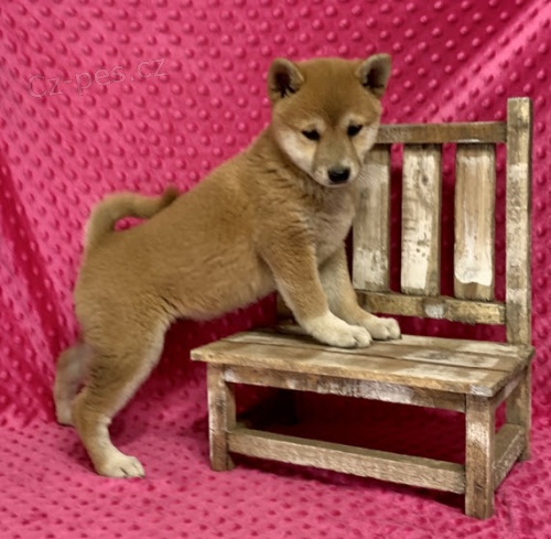 štěňata shiba inu na prodej