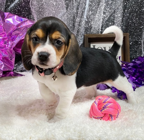 Tříbarevná štěňata Beagle