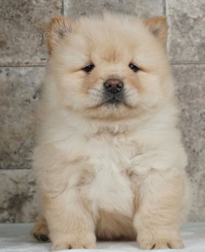 štěňata Čau Čau (Chow Chow) pro dobrý domov