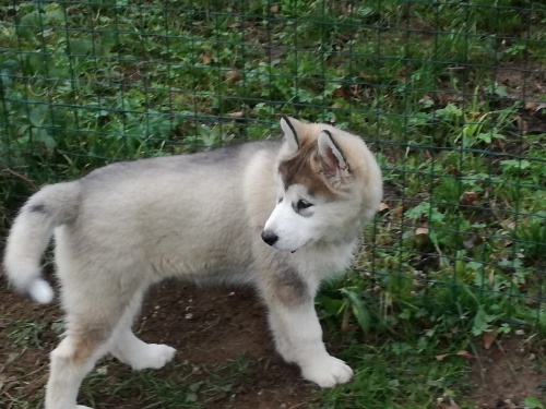 Aljašské děti Malamute jsou k dispozici co nejdříve