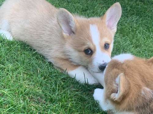 Nádherná štěňátka corgi připravena vyrazit!
