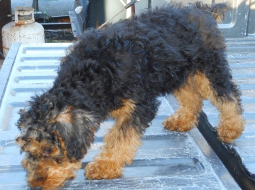 štěňata Welsh Terrier k dispozici