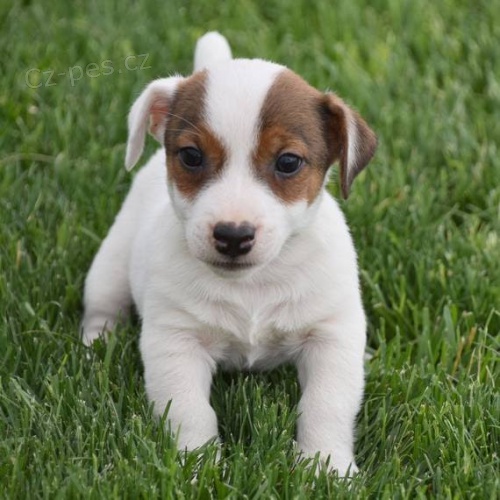 Prodám krásná a rozkošná štěňátka jack russell.