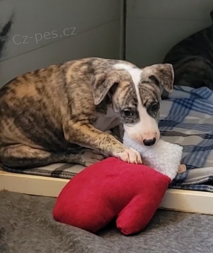 Vipet (Whippet) štěňata k dispozici