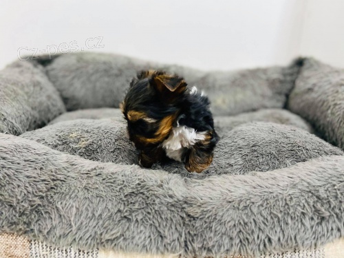 Jorkšírský teriér hledat štěňata nových domovů k adopci.