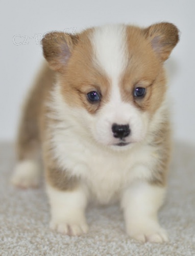 Prodám štěňata Pembroke Welsh Corgi mini