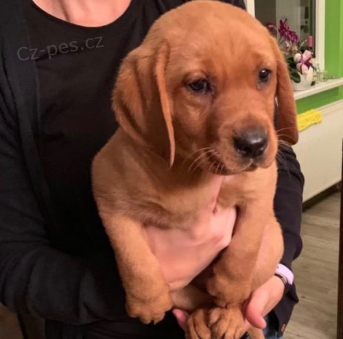red labradoršky retrívři hledající nové domovy